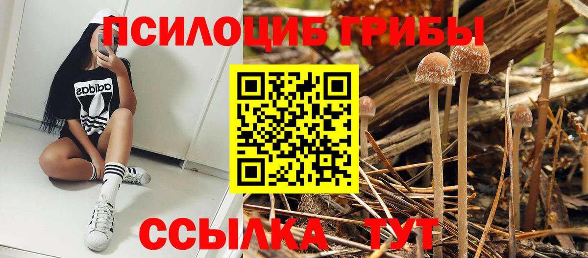 Псилоцибиновые грибы Psilocybine cubensis Глазов